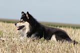 CHIEN FINNOIS DE LAPONIE 630